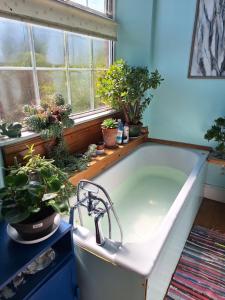a bath tub in a kitchen with potted plants at 2 White Horse Cottages in Washford +15 photos