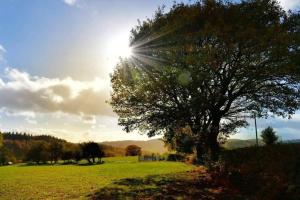 a tree in a field with the sun behind it at Mynd View Pods Ash in Craven Arms