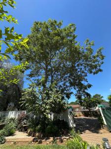 a tree in a yard next to a fence at Peanut Cottage Bulawayo in Bulawayo