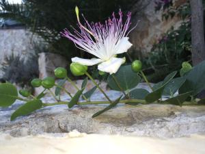 a purple and white flower on a rock at Ca' di Bianca in Moneglia +78 photos