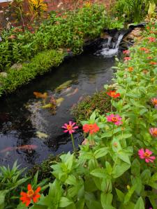 a pond in a garden with flowers at Dok Champa Resort in Vang Vieng