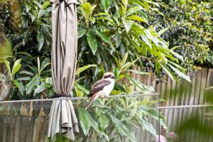 un pájaro sentado en la parte superior de un paraguas en Quaint Queen Room - Central Location at Pymble - Shared Bathroom, en Pymble