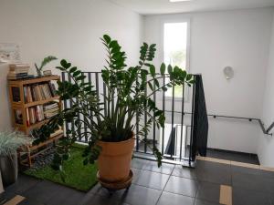 a room with a large pot of plants on the floor at Appartement de L'Espiguette in Le Grau-du-Roi