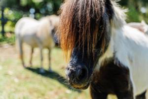 a close up of a horse with long hair at Cosy Family Farm Stay - Daily Animal Feeding in Wamberal
