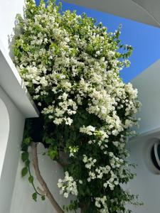 Imagen de la galería de Stella Maris, en Asilah