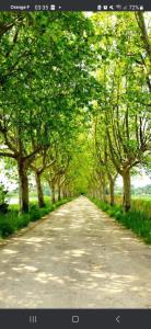 eine von Bäumen gesäumte Straße mit Bäumen auf beiden Seiten in der Unterkunft Appartement spacieux à Arles avec piscine et jardin partagé in Arles