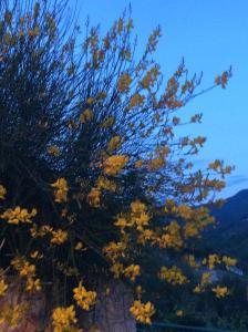 a tree with yellow leaves on a mountain at Ca' di Bianca in Moneglia
