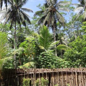 een houten hek met palmbomen op de achtergrond bij SHYA House in Batukaras +2 foto's