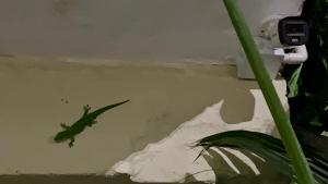 Photo de la galerie de l'établissement Oasis 2, à Mahébourg