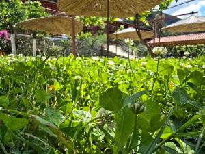 Gallery image of Guest House Luiza in Borsh