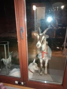 Fotografie z fotogalerie ubytování Domek nad jeziorem v destinaci Górzno