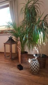 two potted plants sitting on a wooden floor next to a table at Ferienhaus an der südlichen Boddenküste in Bartelshagen