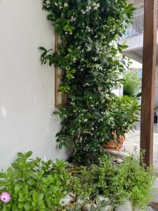 Zahrada ubytování Maria's jasmine