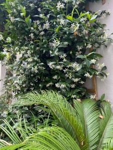 Zahrada ubytování Maria's jasmine