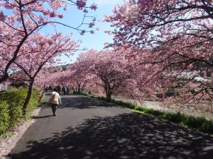 une personne marchant sur une route avec des cerisiers roses dans l'établissement Ishibu-so, à Matsuzaki