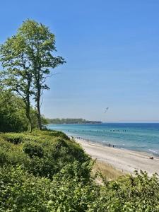 a beach with a tree and people in the water at NEU Nature Retreat - Traumhafte Wohnung mit privater Sauna - 100m vom Strand in Rerik