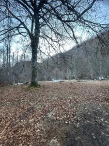 Příroda nedaleko kempu + 5 fotografií
