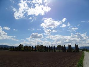 a field with cypress trees and a cloudy sky at La Vecchia Stalla B&B in Narni