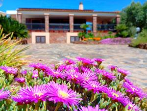 A garden outside Alghero Villa Barranch with sea view swimming pool for 6 people