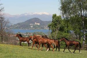 Állatok a panzióban vagy a közelben