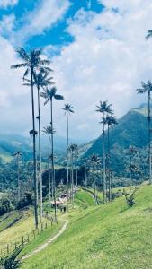 a group of palm trees on a hill at La vida es bella apto central cerca al aeropuerto con hamaca in Pereira +22 photos