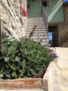 une plante avec des fleurs violettes à côté d'un escalier dans l'établissement La Corte del Borgo, à Valverde Pavia