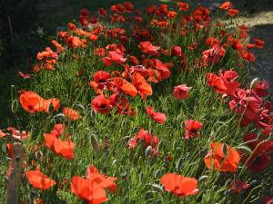 A garden outside Holiday Home Rosignano near the Sea