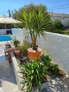 Gallery image of Casa Surya - Apartments with sea view and swimming pool in Barbat na Rabu