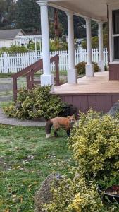 Fotografie z fotogalerie ubytování Peter Jensen House v destinaci Friday Harbor