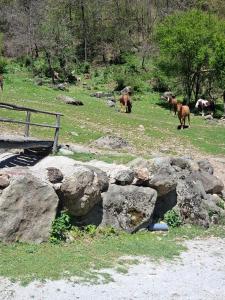 Gallery image of Traditionelles Ferienhaus in Nordmazedonien auf 1800 m Höhe in Ložani +1 photo