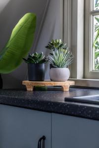 Dos plantas en macetas en una bandeja de madera sobre un mostrador. en Huis Delfshaven, en Middelburg