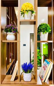 Văn TrìCăn hộ tiện nghi tại 214 Phú Diễn的上面有三株盆栽植物的架子