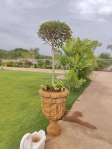 un pequeño árbol en una olla en una acera en Riniya, en Venkatāpur
