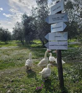 a group of ducks standing next to a directional sign at Agriturismo Fattoria Di Maiano in Fiesole