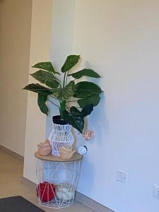 a potted plant sitting on a shelf next to a wall at Appartamento Giardino in Palazzo San Lazzaro