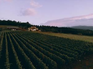 an agricultural field of crops with a house in the background at Pandaland in Bibbiena