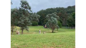 The Wollombi Wanderer by Tiny Away外面的花园
