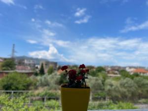 a yellow vase with red flowers in it at Sol Rooms in Shkodër