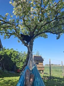 Φωτογραφία από το άλμπουμ του De Zonnewagen σε Sint Jacobiparochie