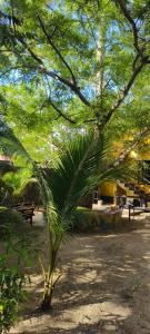 a palm tree in the middle of a park at Elara Beach Home Stay in Alleppey