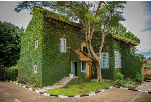 a building covered in green ivy next to a tree at Loft in Kiyovu, Kigali in Kigali