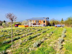 a tiny house in a field with a tree at Lavender Eco lodge át lake Balaton in Kisapáti