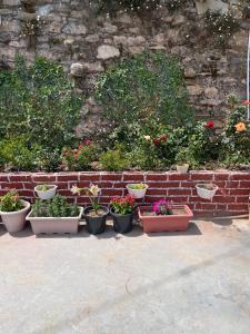 a group of potted plants in front of a brick wall at EcoEscape Mukteshwar in Mukteshwar