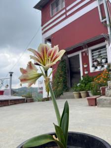 a flower in a pot in front of a building at EcoEscape Mukteshwar in Mukteshwar