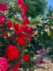 Ảnh trong thư viện ảnh của Cento Giorni B&B Costa Paestum ở Capaccio-Paestum