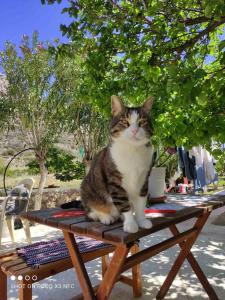 Gallery image of Pleiades Apartments in Lefkos Karpathou