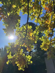 une vue sur le soleil à travers les feuilles d'un arbre dans l'établissement Pehuen Apartment, à Trelew