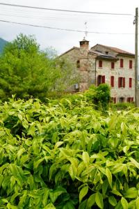 a field of green plants in front of a building at La Casa del Glicine Tarzo in Fratta