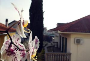 Fotografie z fotogalerie ubytování Luciana v destinaci Zadar