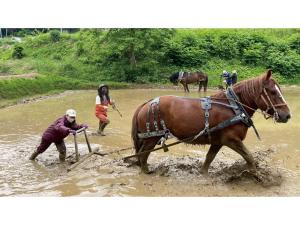 a group of people and a horse in the water at TAKAYANAGI JONNOBI VILLAGE - Vacation STAY 90857v in Kashiwazaki